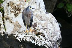 White-faced Heron